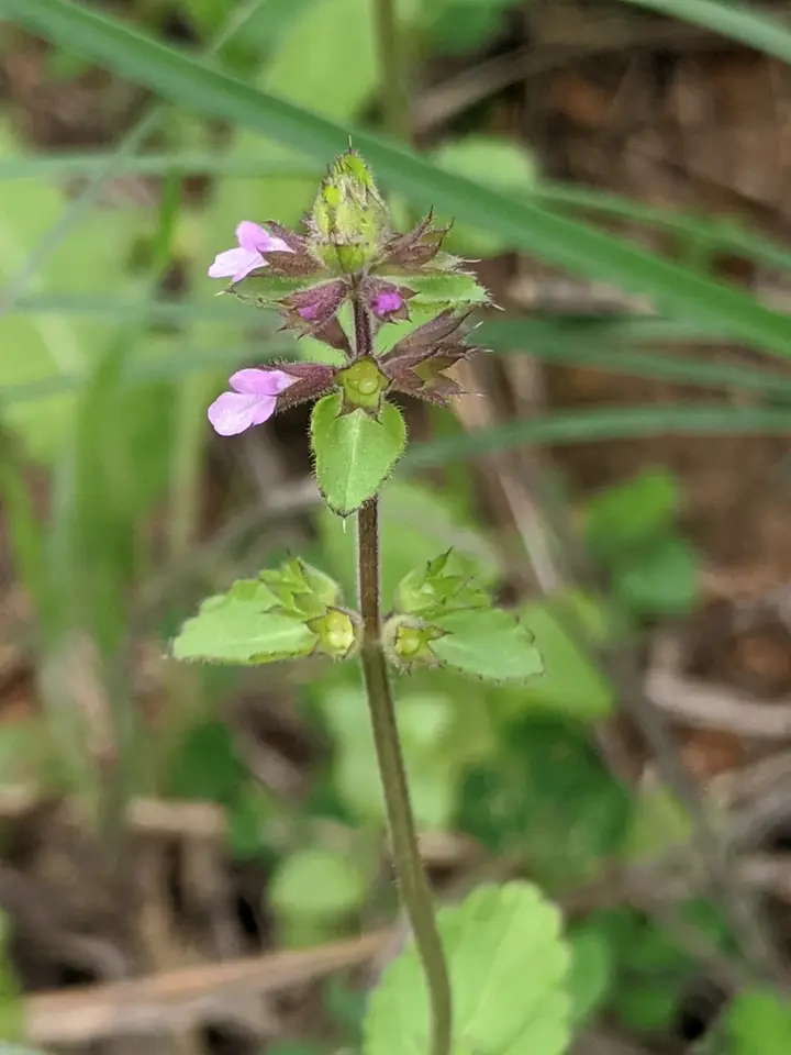 Mousesear (Stachys crenata)
