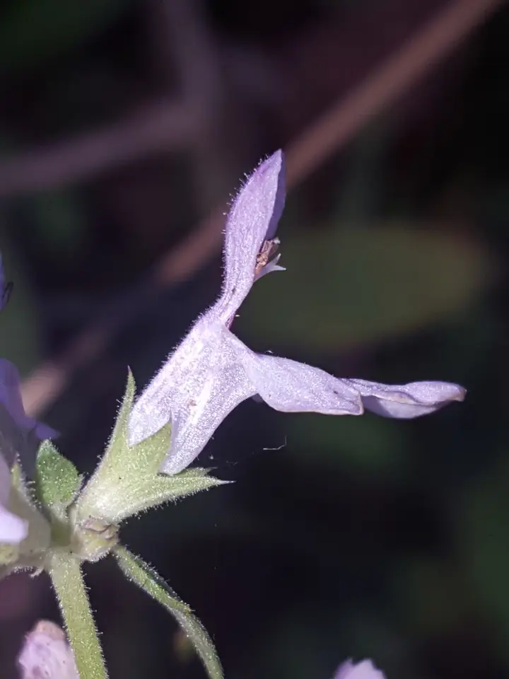 Florida Hedgenettle (Stachys floridana)