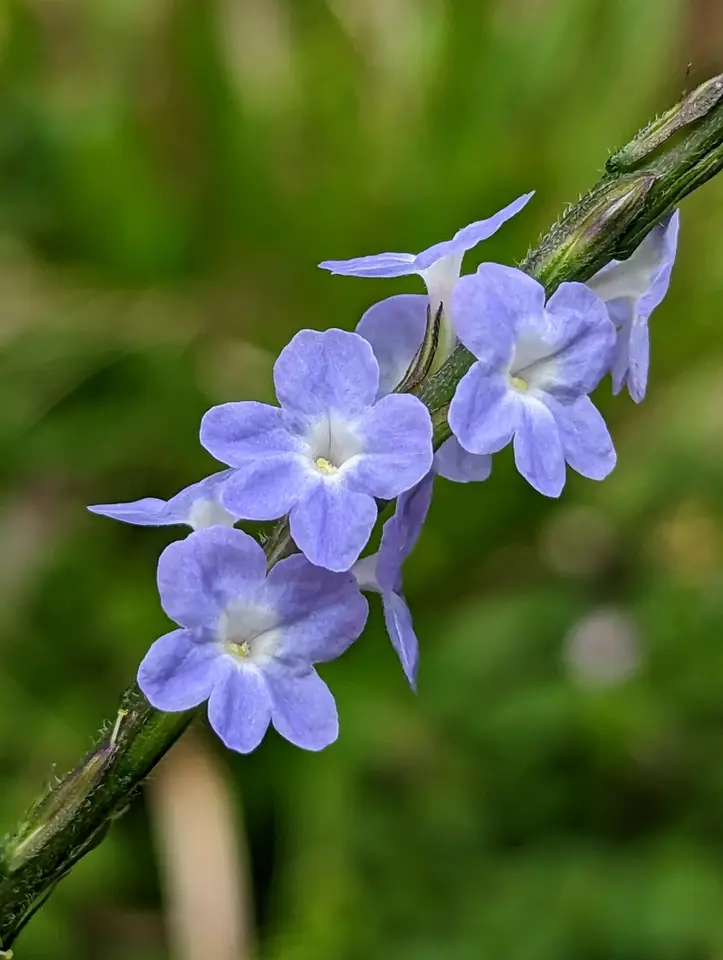 Rattail (Stachytarpheta cayennensis)