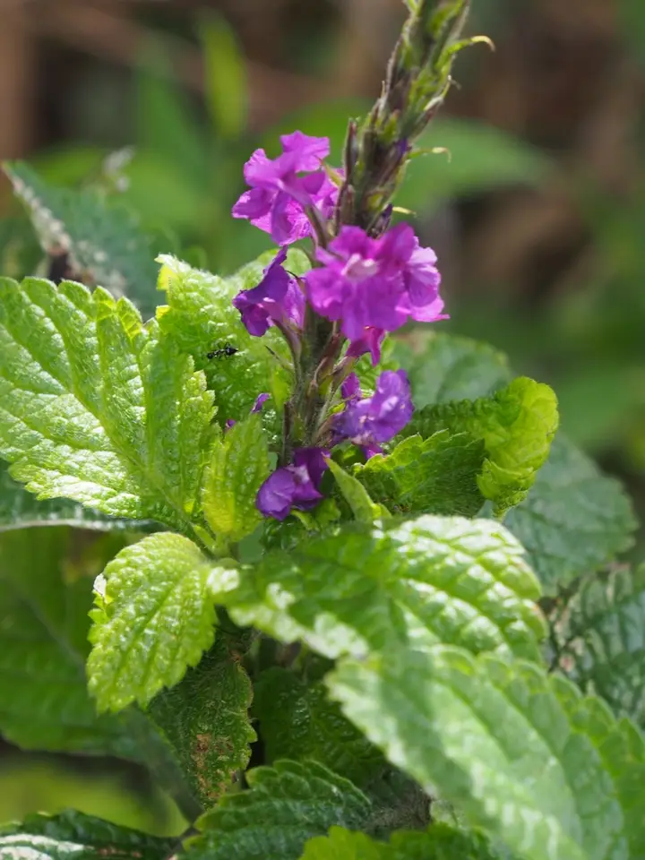 Purple Porterweed (Stachytarpheta frantzii)