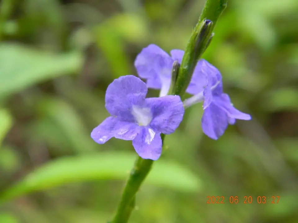 Blue Porterweed (Stachytarpheta jamaicensis)
