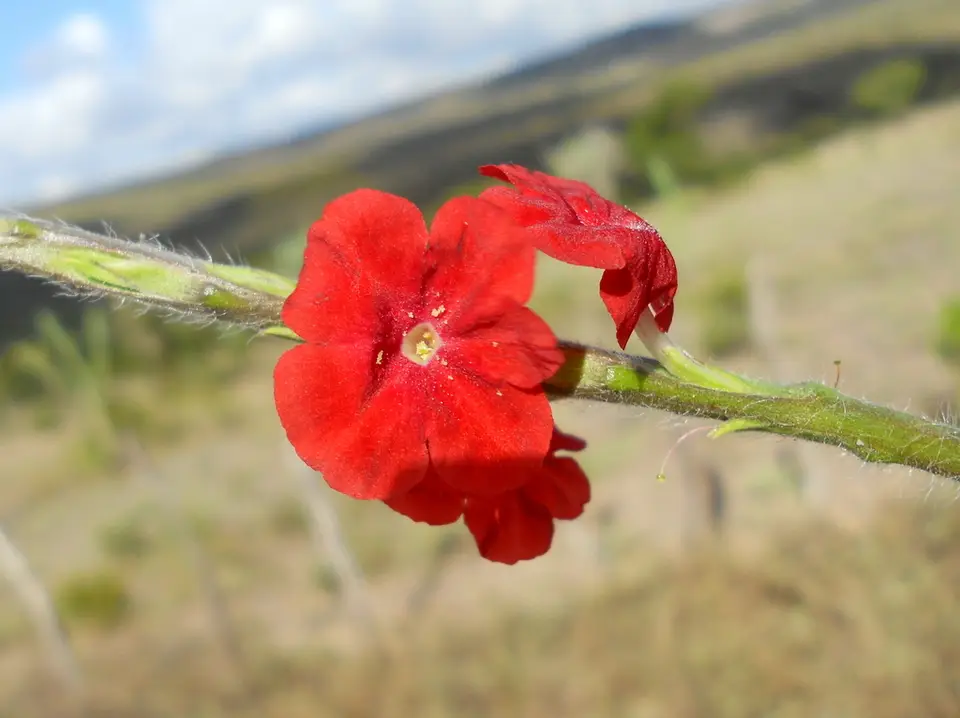 Dwarf Red Porterweed (Stachytarpheta microphylla)