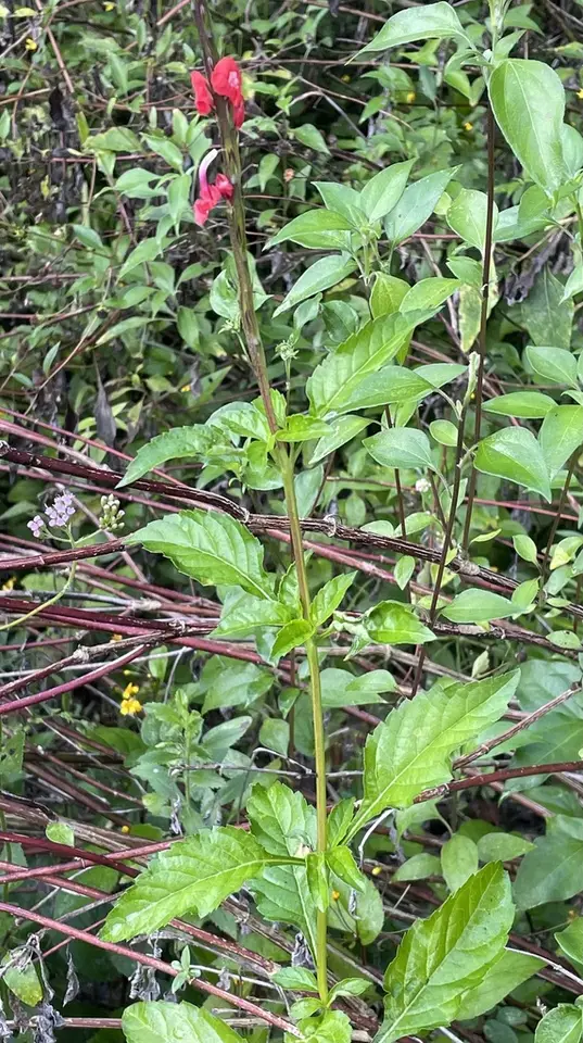 Red Porterweed (Stachytarpheta miniacea)