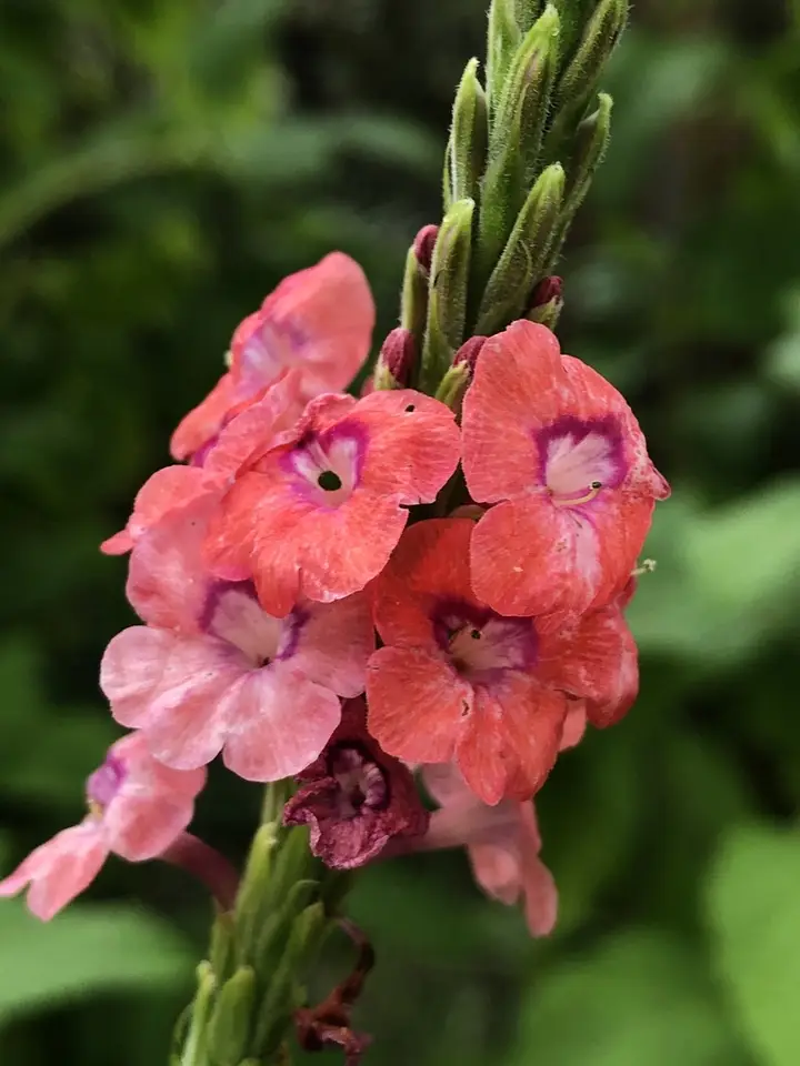 Pink Snakeweed (Stachytarpheta mutabilis)