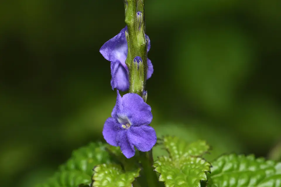Nettleleaf Velvetberry (Stachytarpheta urticifolia)