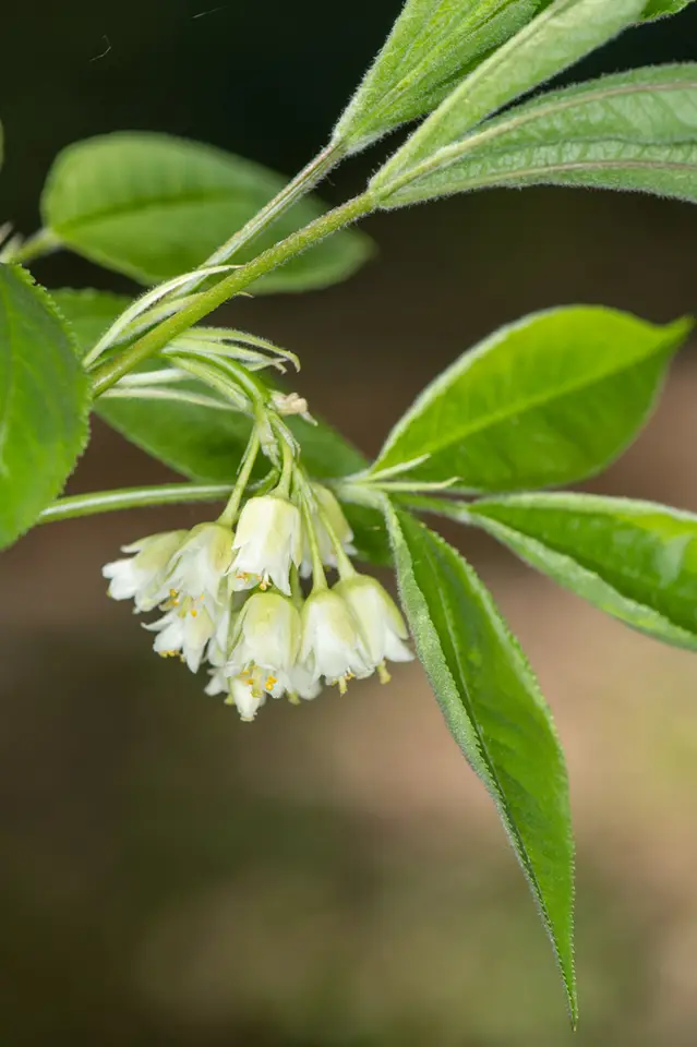 American Bladdernut (Staphylea trifolia)
