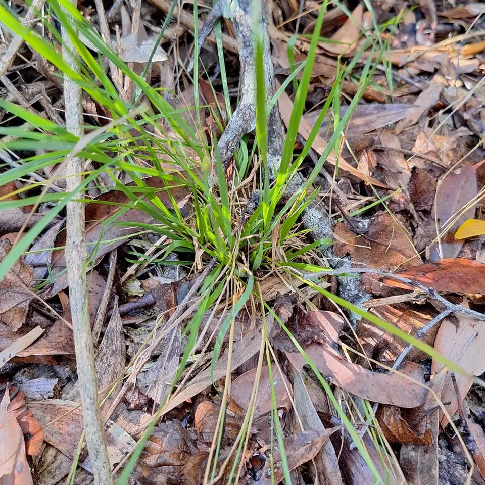 Gaping Panicgrass (Steinchisma hians)