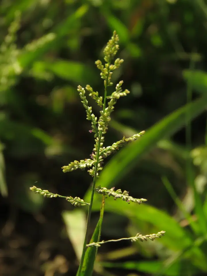 Lax Panicgrass (Steinchisma laxum)
