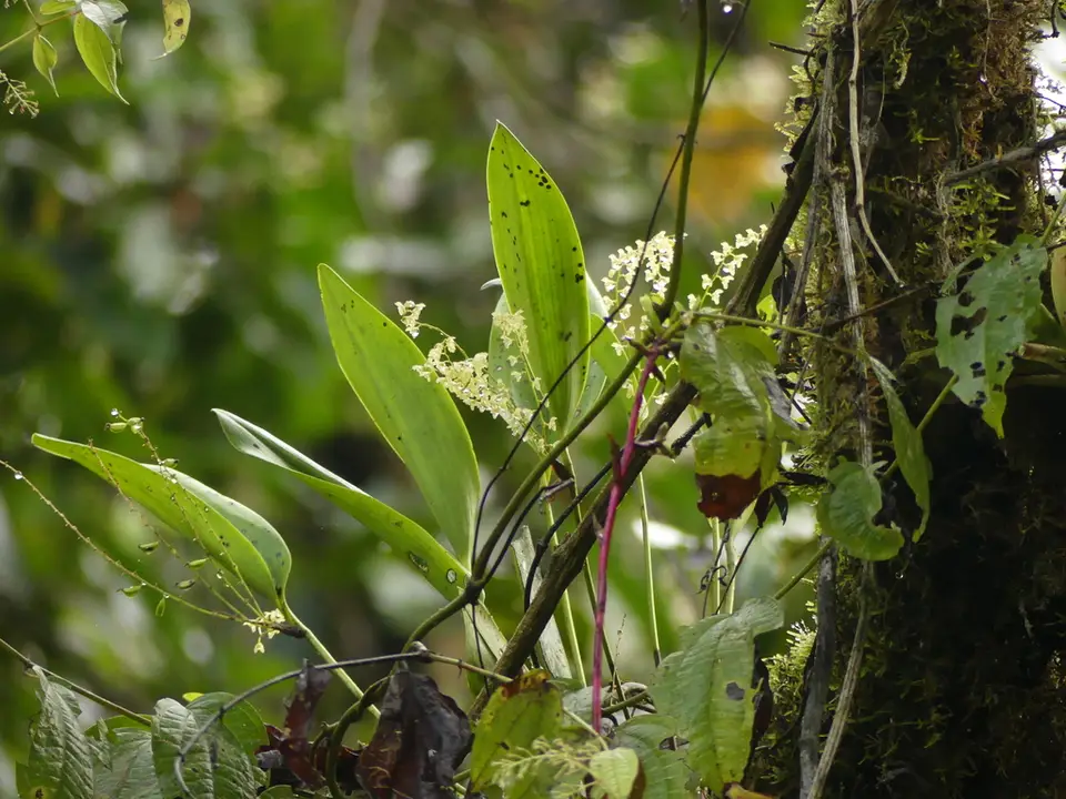 Flor De Llanten (Stelis gelida)
