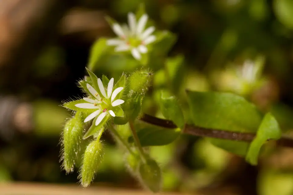Common Chickweed (Stellaria media)