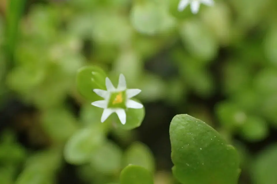 Pygmy Starwort (Stellaria parva)