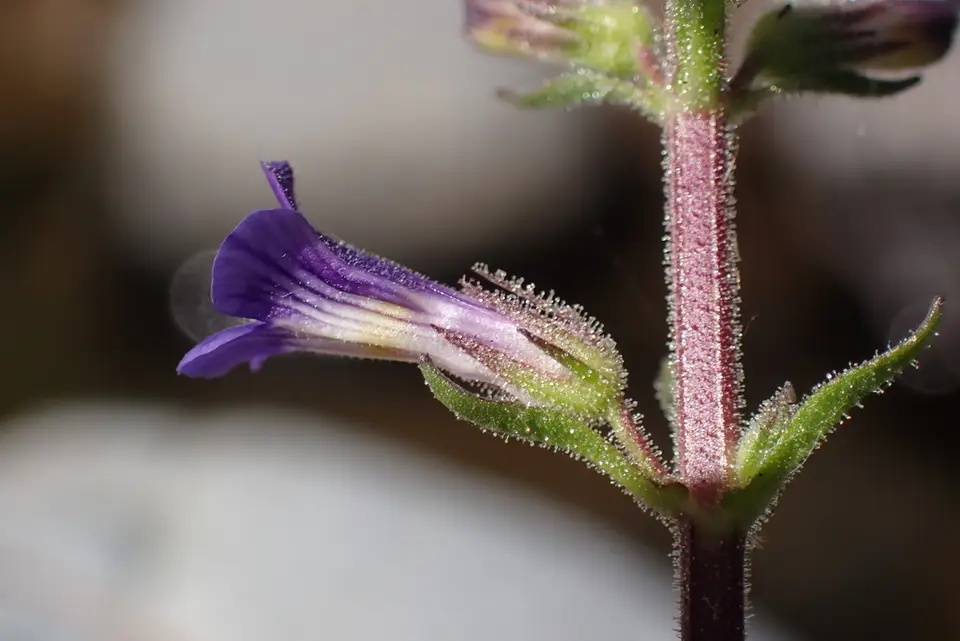 Purple Stemodia (Stemodia durantifolia)