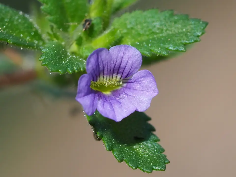 Whorled Twintip (Stemodia verticillata)