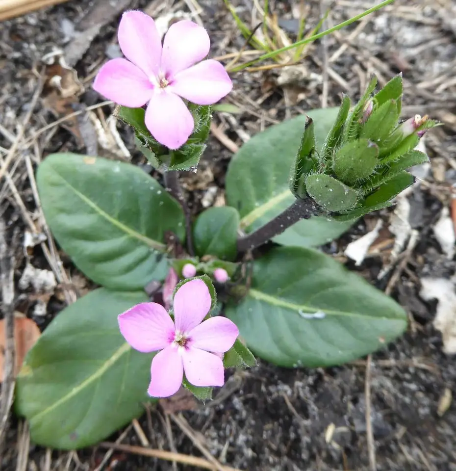 Sweet Shaggytuft (Stenandrium dulce)