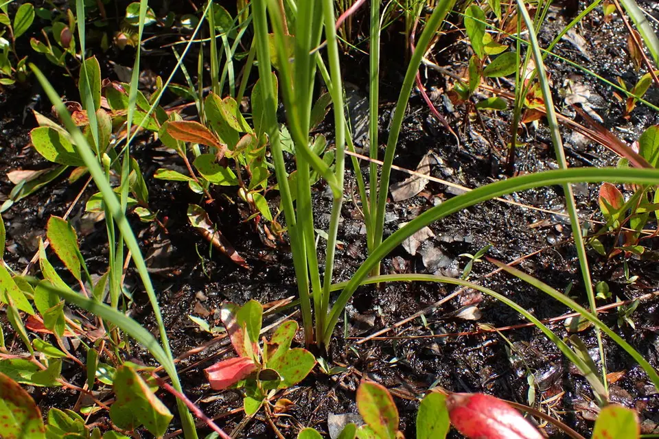 Osceola's Plume (Stenanthium densum)