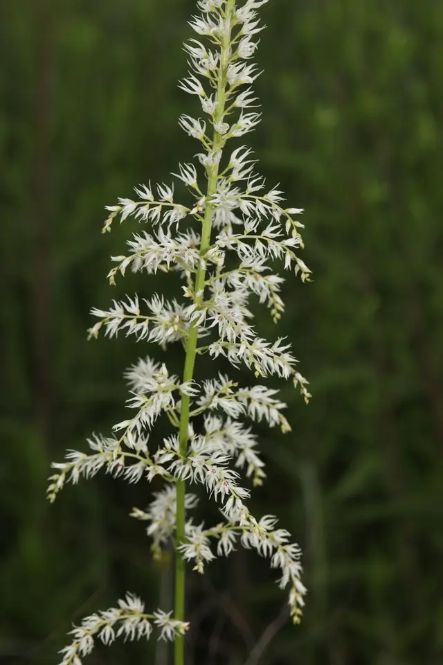 Featherbells (Stenanthium gramineum)