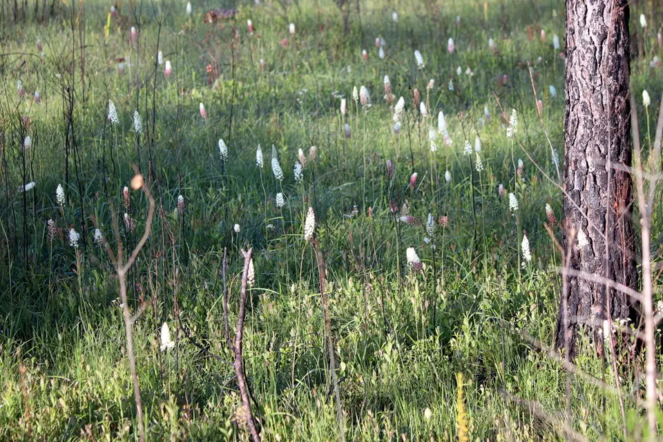 Tall Osceola's Plume (Stenanthium texanum)