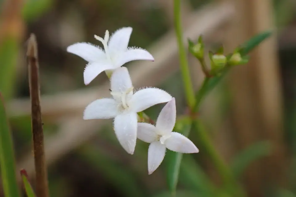 Diamond-Flowers (Stenaria nigricans)