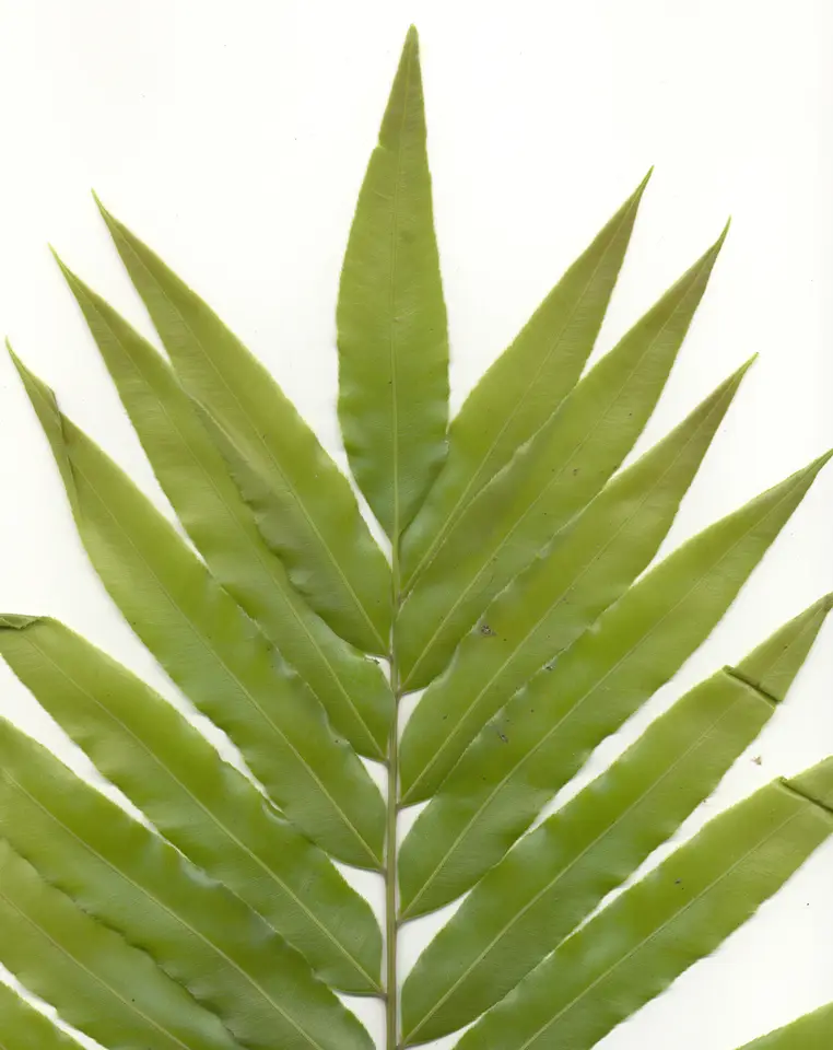 Giant Vine Fern (Stenochlaena tenuifolia)