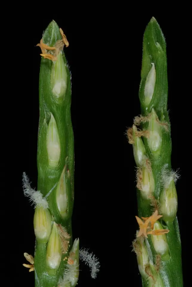 Saint Augustine Grass (Stenotaphrum secundatum)