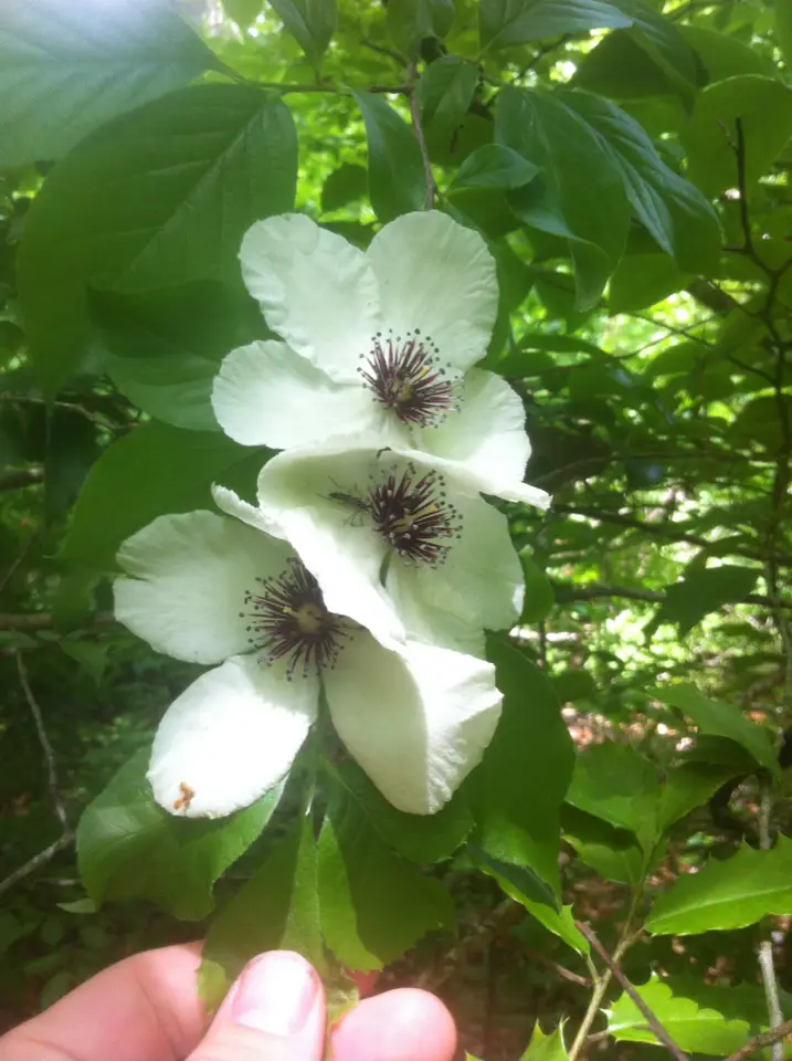 Silky Camellia (Stewartia malacodendron)