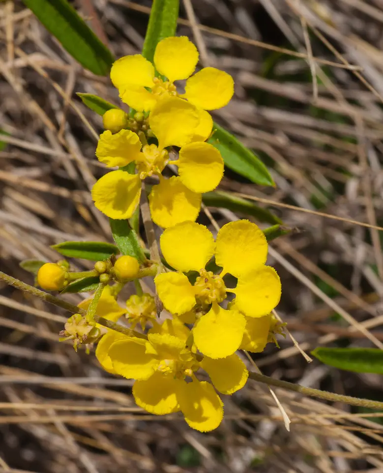 Sagra's Amazonvine (Stigmaphyllon sagraeanum)