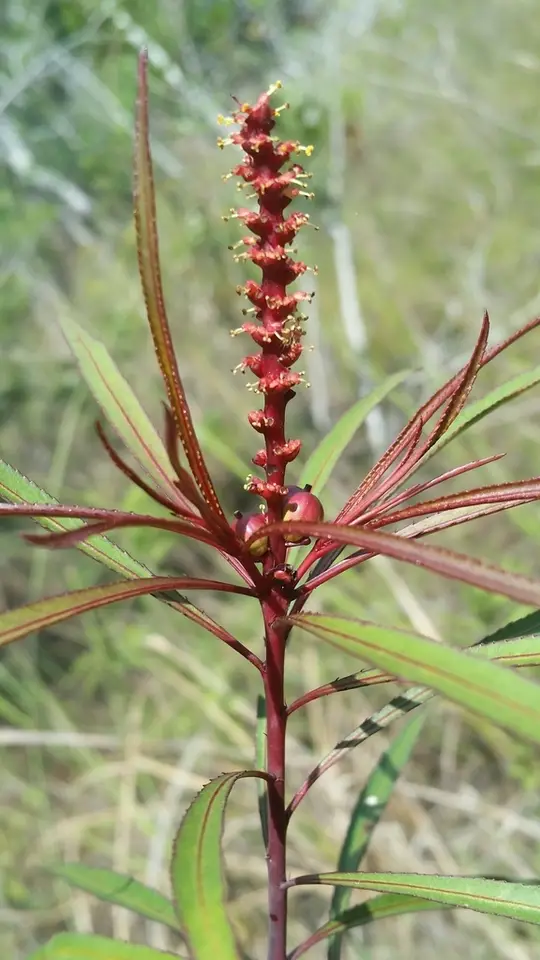Water Toothleaf (Stillingia aquatica)