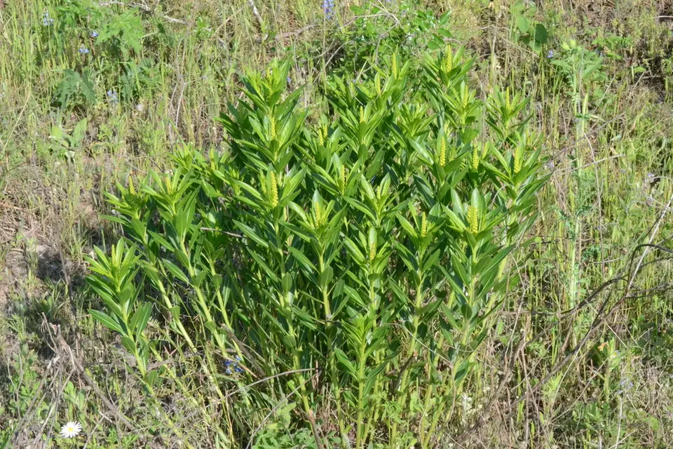 Queen's Delight (Stillingia sylvatica)