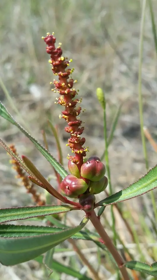 Stillingia tenuis (Stillingia tenuis)