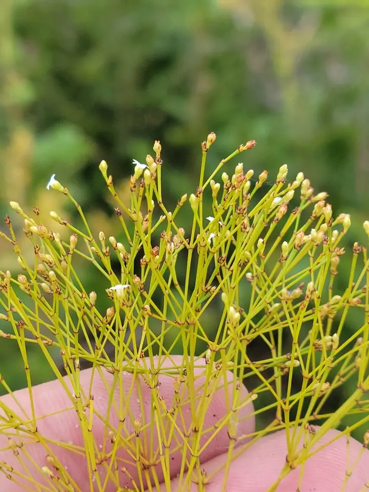 Wire-Plant (Stipulicida setacea)