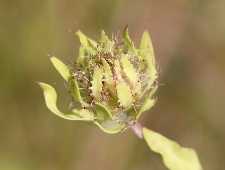 Stokes' Aster (Stokesia laevis)
