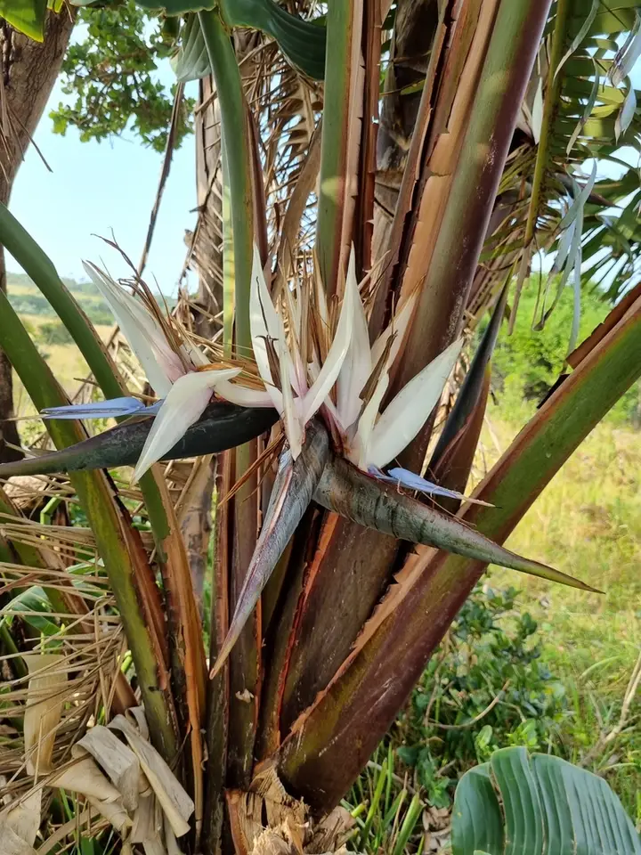 Giant Bird-Of-Paradise Flower (Strelitzia nicolai)
