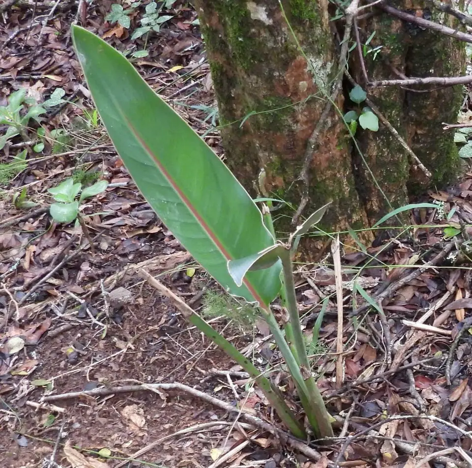 Common Bird-Of-Paradise Flower (Strelitzia reginae)