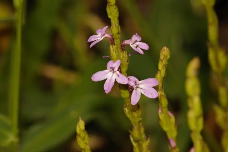 Cowpea Witchweed (Striga gesnerioides)