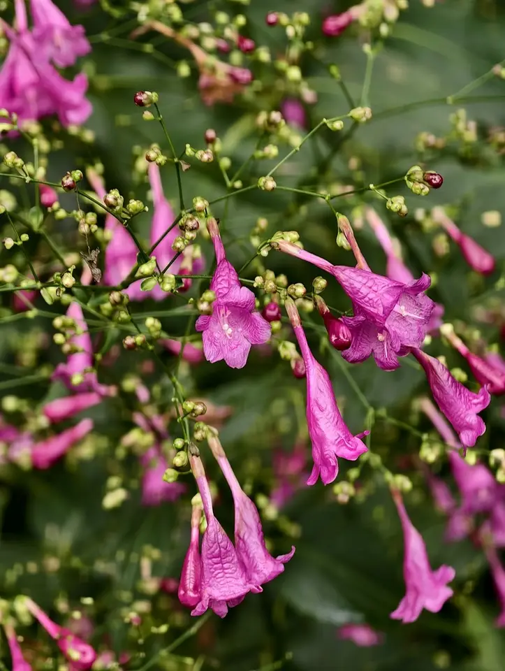 Chinese Rain Bell (Strobilanthes hamiltoniana)