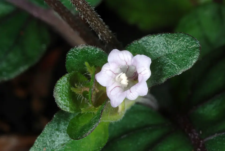 Red Flame (Strobilanthes reptans)