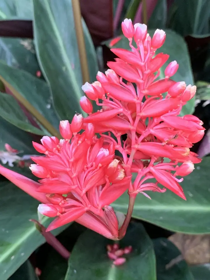 Stromanthe thalia (Stromanthe thalia)