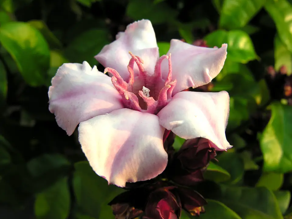 Strophanthus gratus (Strophanthus gratus)