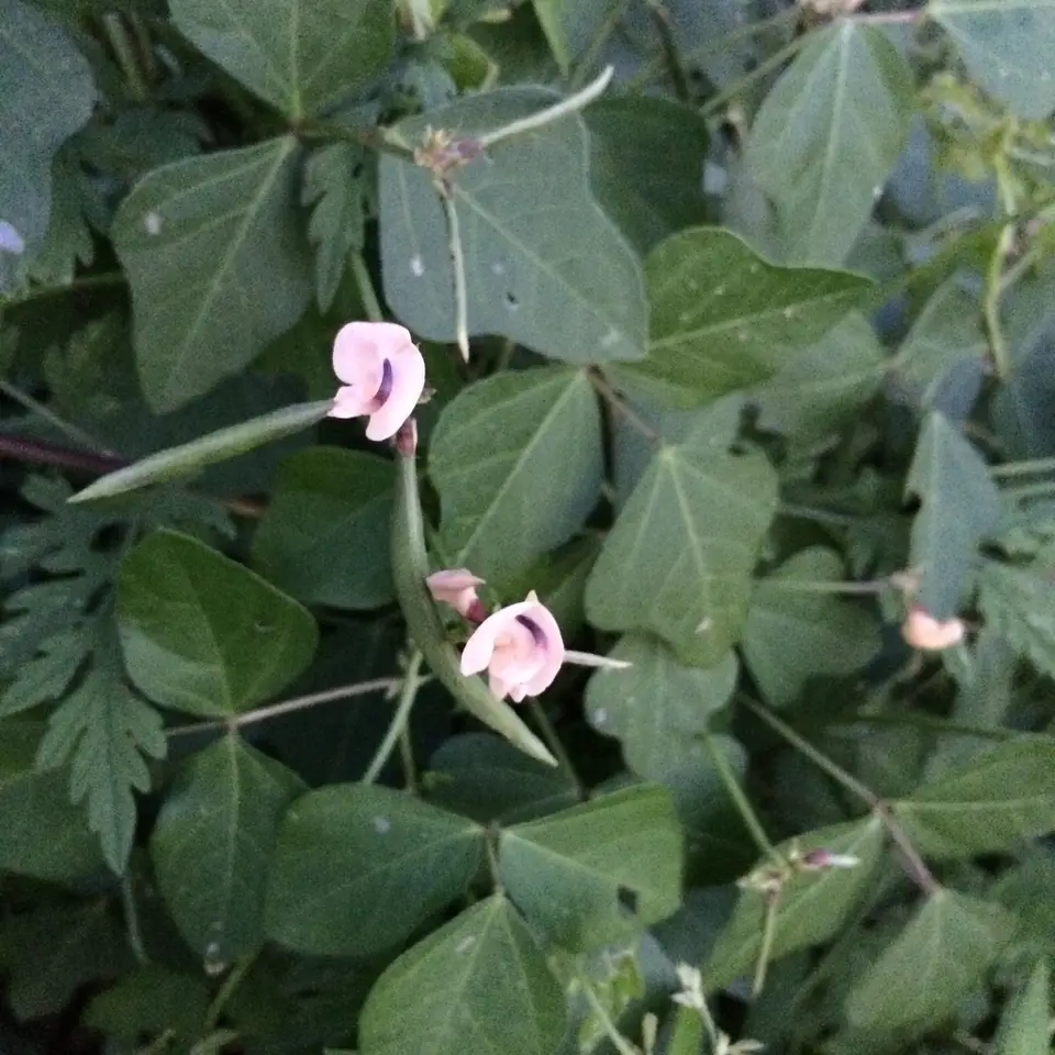 Trailing Fuzzy-Bean (Strophostyles helvola)