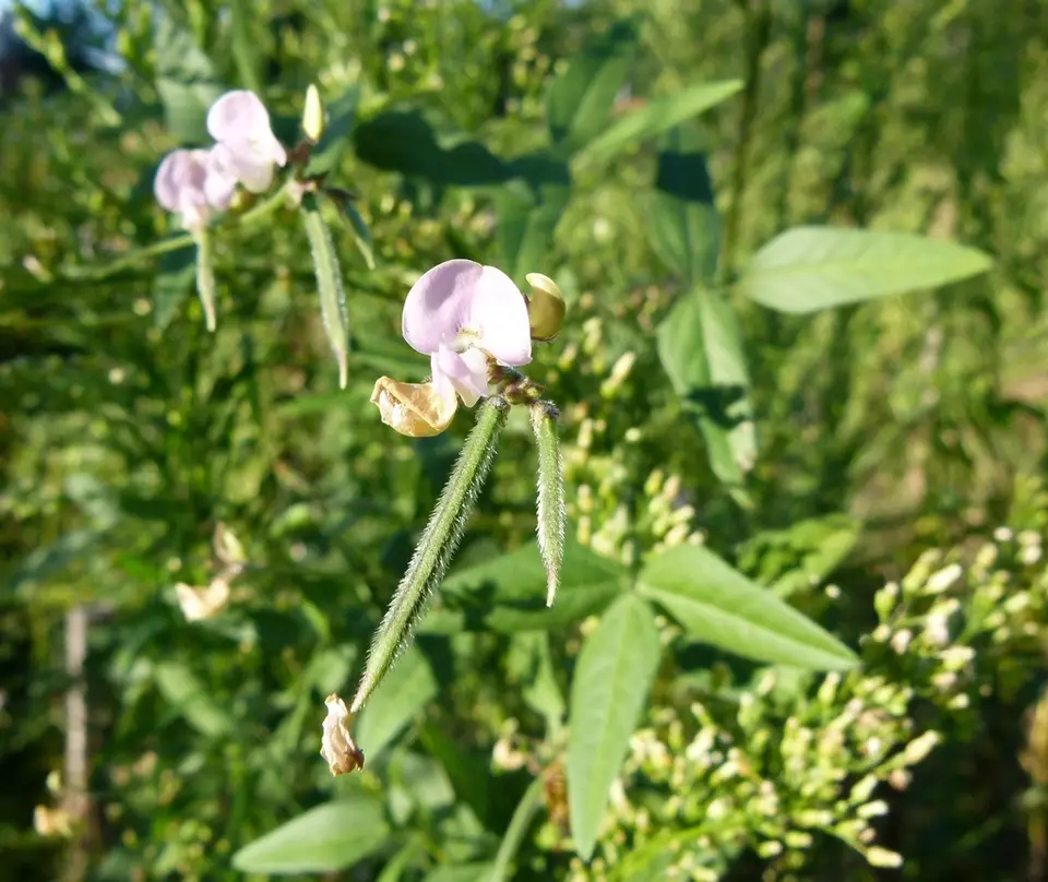 Slickseed Fuzzybean (Strophostyles leiosperma)