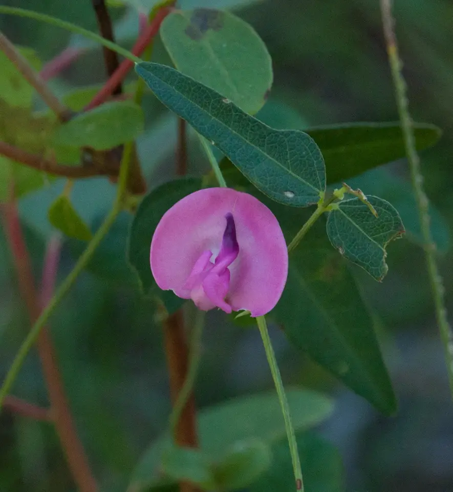 Perennial Wooly Bean (Strophostyles umbellata)