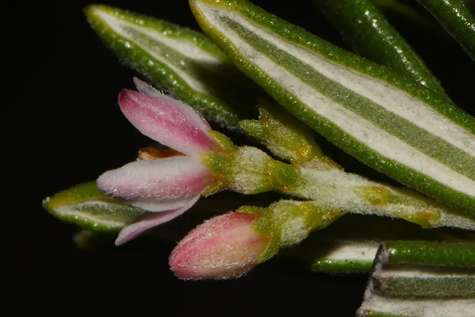 Pride of Big Pine (Strumpfia maritima)