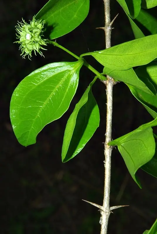 Spiny Monkey Orange (Strychnos spinosa)