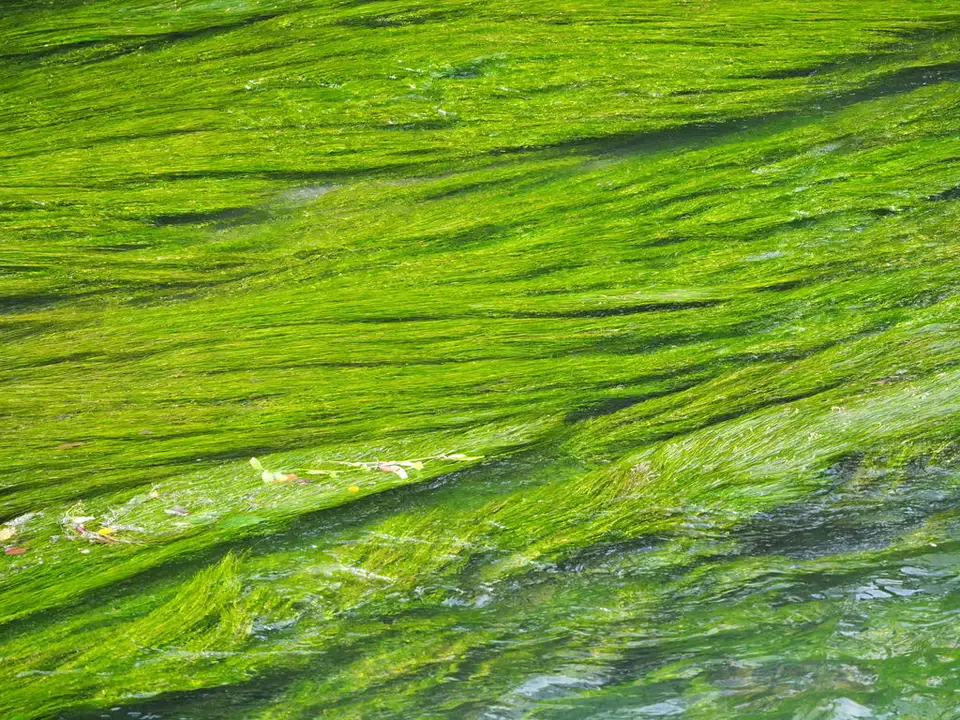 Fennel-Leaf Pondweed (Stuckenia pectinata)