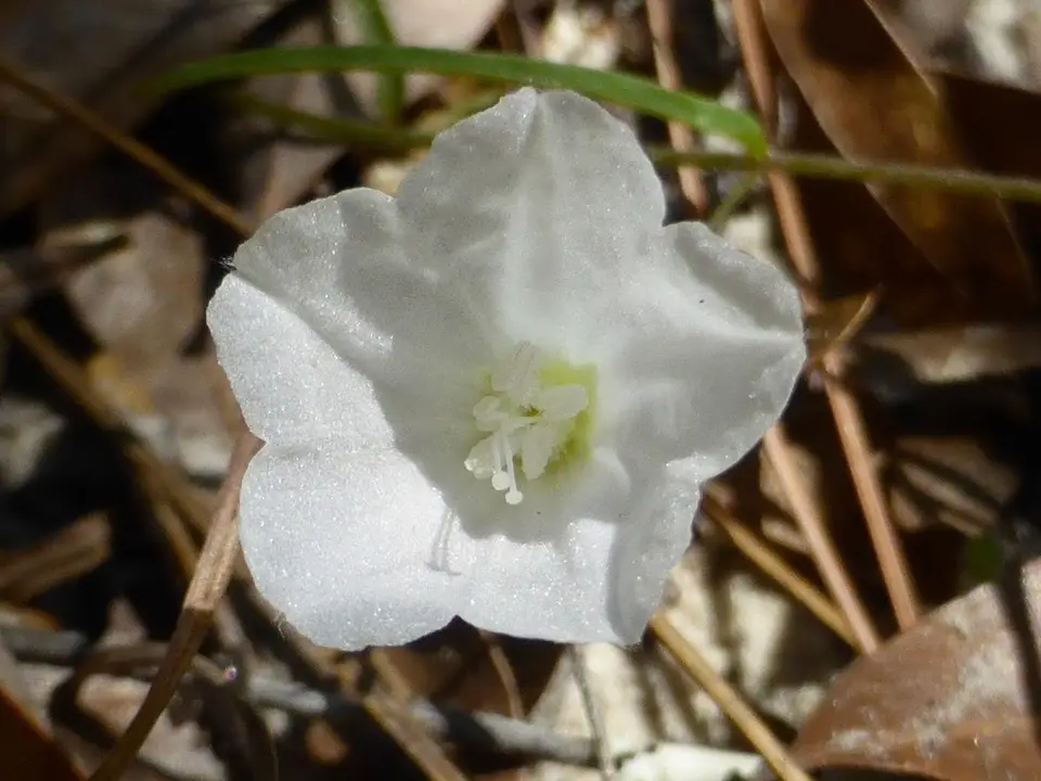 Narrowleaf Coastalplain Dawnflower (Stylisma angustifolia)