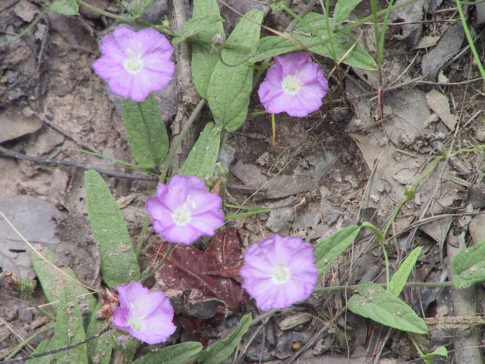 Water Dawnflower (Stylisma aquatica)