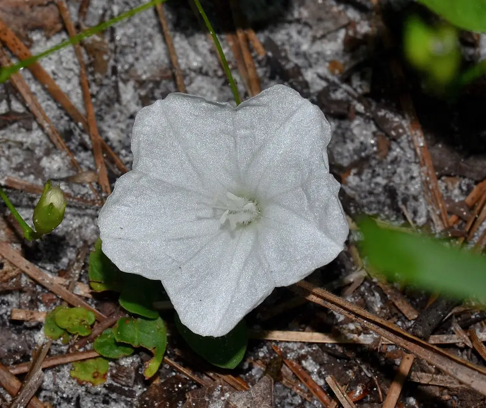 Southern Dawnflower (Stylisma humistrata)