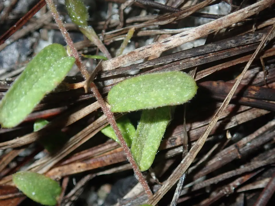 Coastalplain Dawnflower (Stylisma patens)