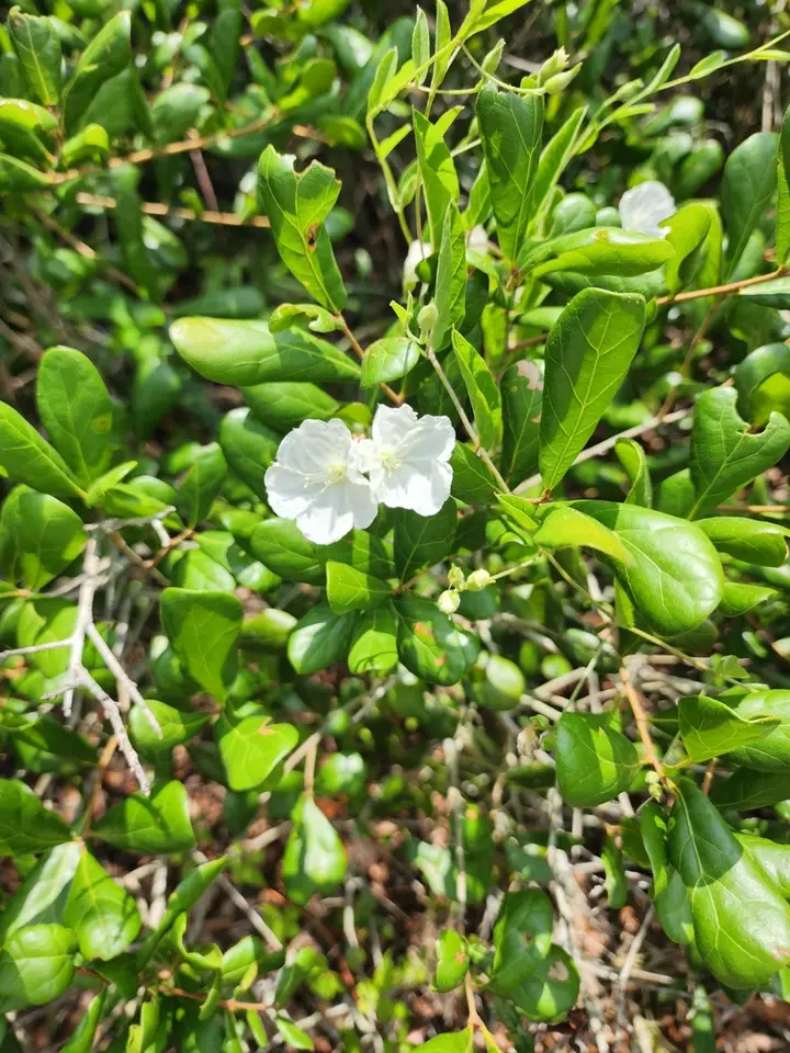Hairy Dawnflower (Stylisma villosa)