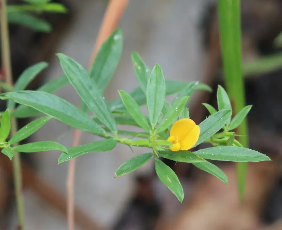 Sidebeak Pencilflower (Stylosanthes biflora)